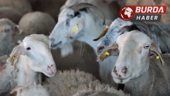 Dolandırıcıların ucuz kurbanlık tuzağına dikkat