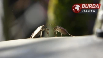 Kahverengi kokarcaya karşı mücadelede zehirli mantarlar devrede