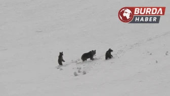Munzur Dağı’nda anne ayı ve yavruları doğada görüntülendi