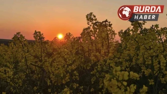 Kanola tarlalarında gün batımının büyüleyici manzarası