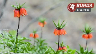 Ağlayan gelinler 5 yıl aradan sonra baharla yeniden buluştu