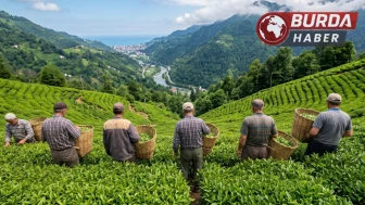 Çay sezonunda uygulanacak 1 günlük yevmiye 3 bin TL olarak belirlendi