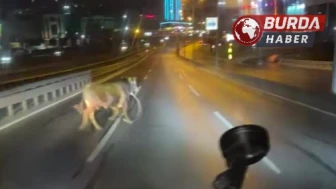 Avcılar’da kurban alanından kaçan dana E-5’i karıştırdı