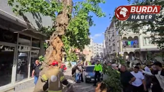 Seyir halindeki araçların üzerine ağaç devrildi: 1 kişi yaralandı