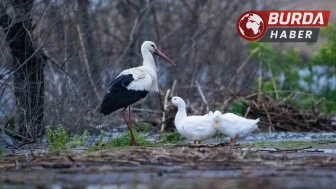 Leylek Şenliği için ücretsiz ulaşım desteği sağlanacak