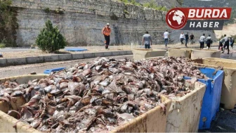 Mersin'de tırın dorsesi patladı, 15 ton balık atığı yola saçıldı