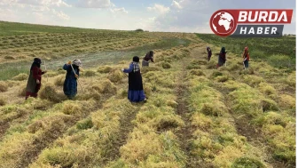 Şanlıurfa’da mercimek tarlalarında hasat heyecanı