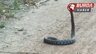 Adana’da havaların ısınması ile parklarda yılanlar görülmeye başlandı