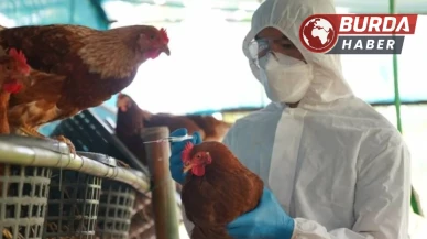 Almanya'da kuş gribi vakalarında artış: Yetkililer alarmda