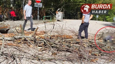 Ağaç Devrildi: Temizlik İşçisi Hayatını Kaybetti