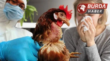 Kuş Gribi Salgınında İspanya ve Almanya'da Endişe Verici Artış