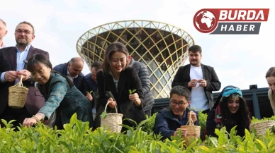 Çin’den gelen akademisyenler Rize’de elleriyle çay topladı.