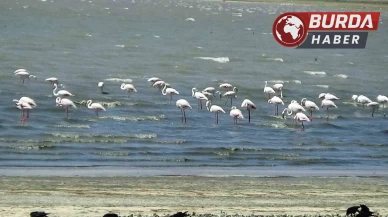 Erçek Gölü’nün zarif misafirleri flamingolar gelmeye başladı.