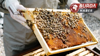 Bilecik'te arı kovanları cayır cayır yandı.