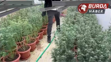 İzmir'de villayı kenevir bahçesine çevirmişler