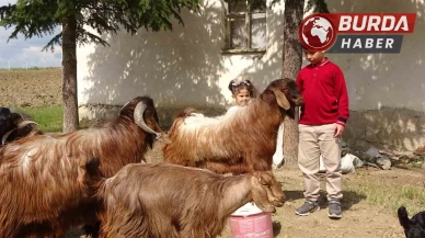 Boş vakitlerinde çobanlık yapan Emir, sınavdan 500 tam puan aldı.