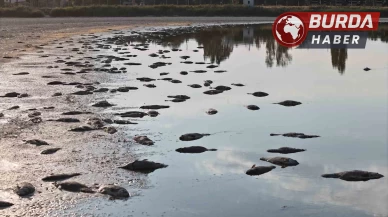 Ulaş Gölü’nde korkutan görüntü, yüzlercesi kıyıya vurdu.