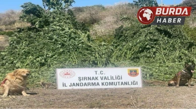 Şırnak’ta 11 milyon liralık kaçakçılık olayı engellendi.
