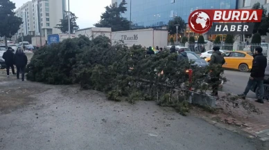Bahçelievler'de Rüzgarın Devirdiği Ağaç, Bir Kişinin Üzerine Düştü