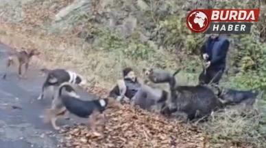 Trabzon'da Avcı Domuz Saldırısından Son Anda Kurtuldu