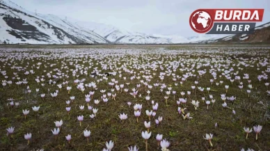 Güzeldere Vadisi’nde bahar habercisi: Çiğdemler görsel şölen sunuyor