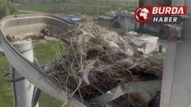 Sokak lambaları kuşların yeni yuvası oldu