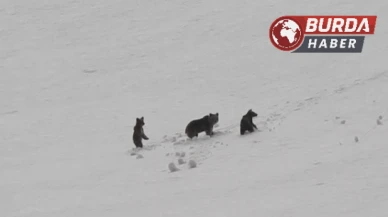 Munzur Dağı’nda anne ayı ve yavruları doğada görüntülendi