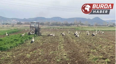 Çiftçinin mesai arkadaşları iş başında