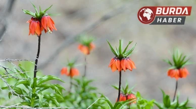 Ağlayan gelinler 5 yıl aradan sonra baharla yeniden buluştu