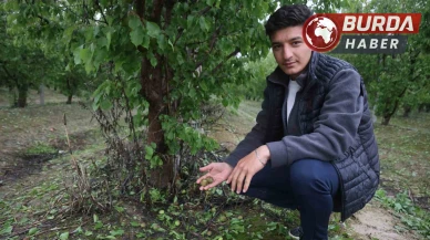 Fındık büyüklüğündeki dolu tarım arazilerini vurdu