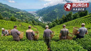 Çay sezonunda uygulanacak 1 günlük yevmiye 3 bin TL olarak belirlendi