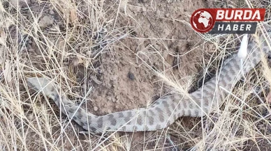 Engerek Elazığ’da ortaya çıktı: Bir ısırığı insanı öldürmeye yeter
