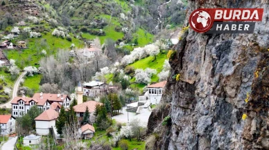 Taştan fışkıran ’draba çiçekleri’ ilgi çekiyor