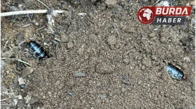 Çam ormanlarında zararlılara karşı biyolojik önlem
