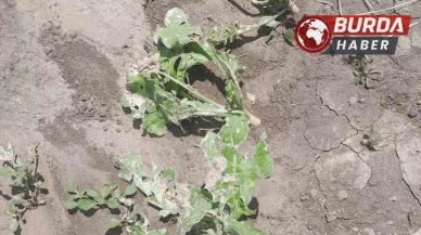 Dolu ve sağanak Kozaklı’da tarım arazilerini vurdu