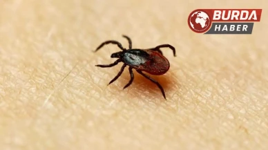 Keneler sadece KKKA değil, farklı hastalıkların taşıyıcısı olabilir