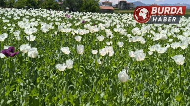 Çiçek açan haşhaş tarlaları görsel bir şölen sunuyor