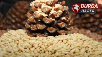 Çam fıstığı piyasasında dikkat çeken artış