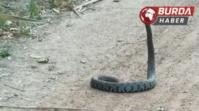 Adana’da havaların ısınması ile parklarda yılanlar görülmeye başlandı
