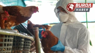 Almanya'da kuş gribi vakalarında artış: Yetkililer alarmda