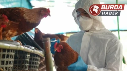 Almanya'da kuş gribi vakalarında artış: Yetkililer alarmda