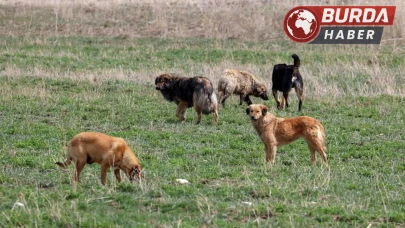 Köpeğe ateş etti, karı kocayı vurdu: 1 kişi öldü