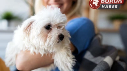 Markete köpeğiyle giren kadına yumruklu saldırı!