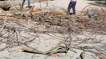 Ağaç Devrildi: Temizlik İşçisi Hayatını Kaybetti
