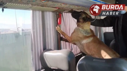 Ağrı'da Otobüs Bagajında Gizlenmiş 8 Kilogram Skunk Ele Geçirildi