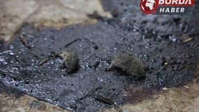 Kilis’te Hijyen Skandalı: Merdiven Altı Üretimde Fareler Bulundu