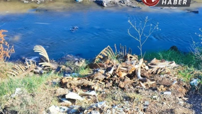 Adana’da Dere Yatağına  At ve Eşek Kalıntıları Atıldı