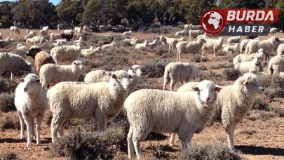 Tunceli’nin Çemişgezek ilçesinde koyun-keçi çiçek hastalığı görüldü.