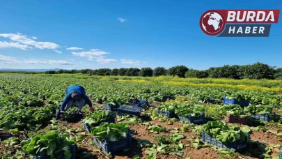 Tarım ürünleri üretici fiyat endeksi yıllık yüzde 29,89 arttı.