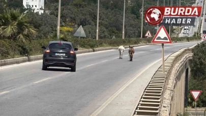 Muğla’nın Bodrum ilçesinde eşekler trafiği bir birine kattı.